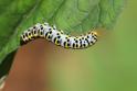 Shargacucullia verbasci (Mullein) caterpillar.JPG
